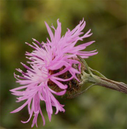 noxious weeds montana